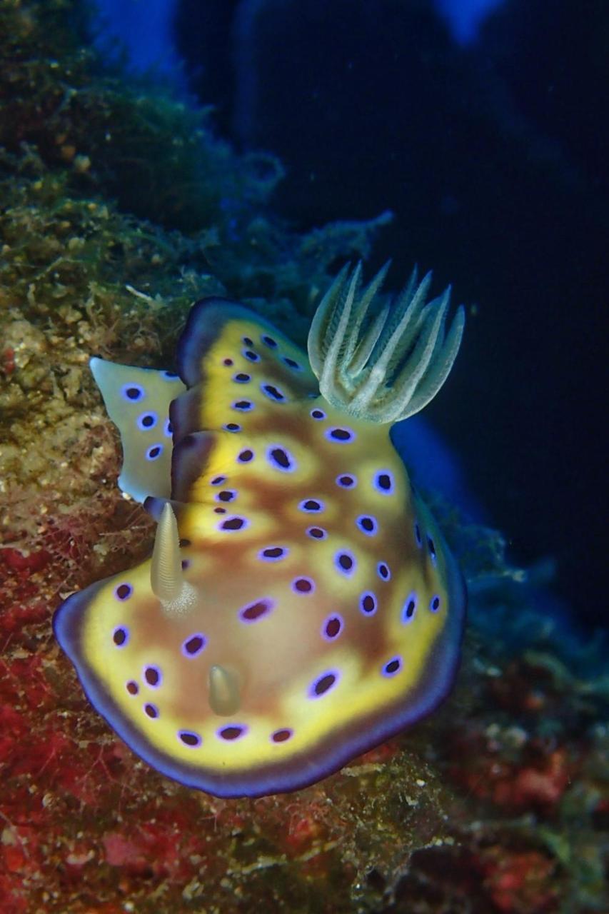 藍洞潛水blue Hole Dive Center Bed & Breakfast Heng-ch'un Eksteriør bilde